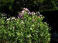 gal/holiday/Yeovil Area 2007 - Tintihull Gardens/_thb_Tintinhull_Gardens_P1010010.jpg